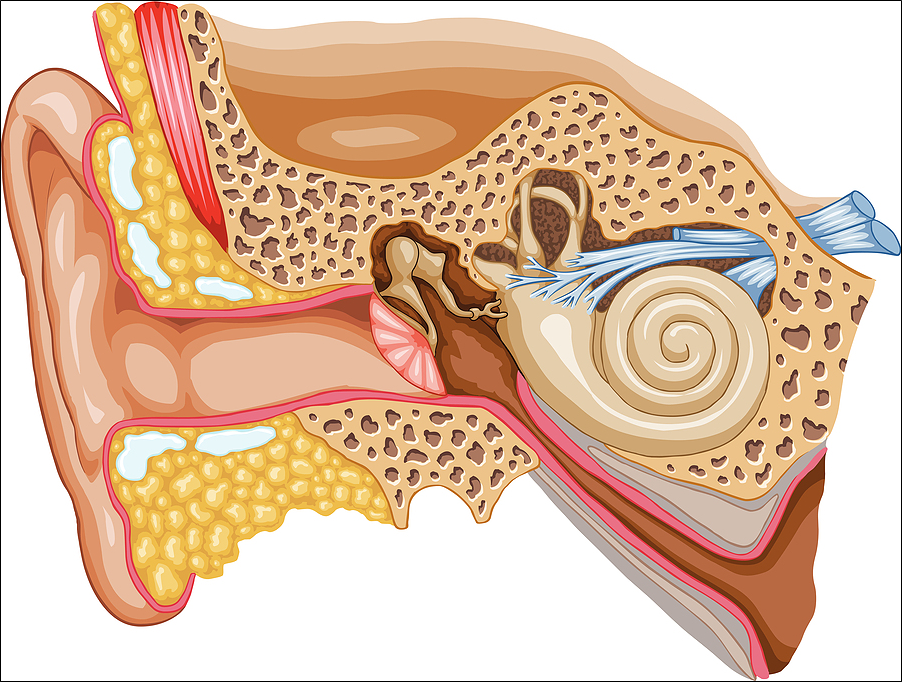 Doorsnede cochlea